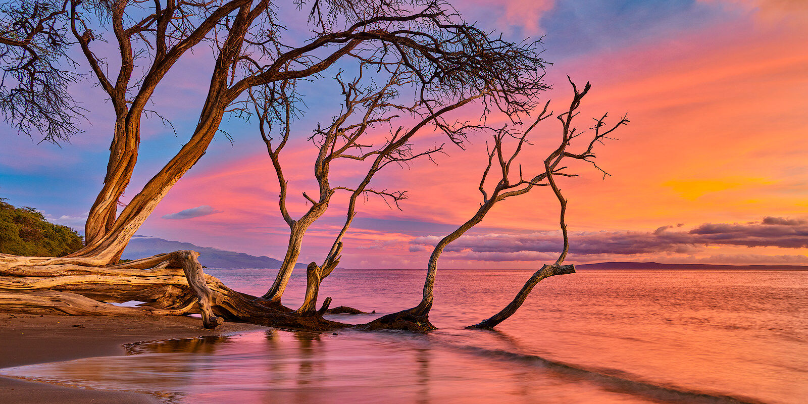 Enchanted Tide keawe tree along the coastline of Olowalu at sunset