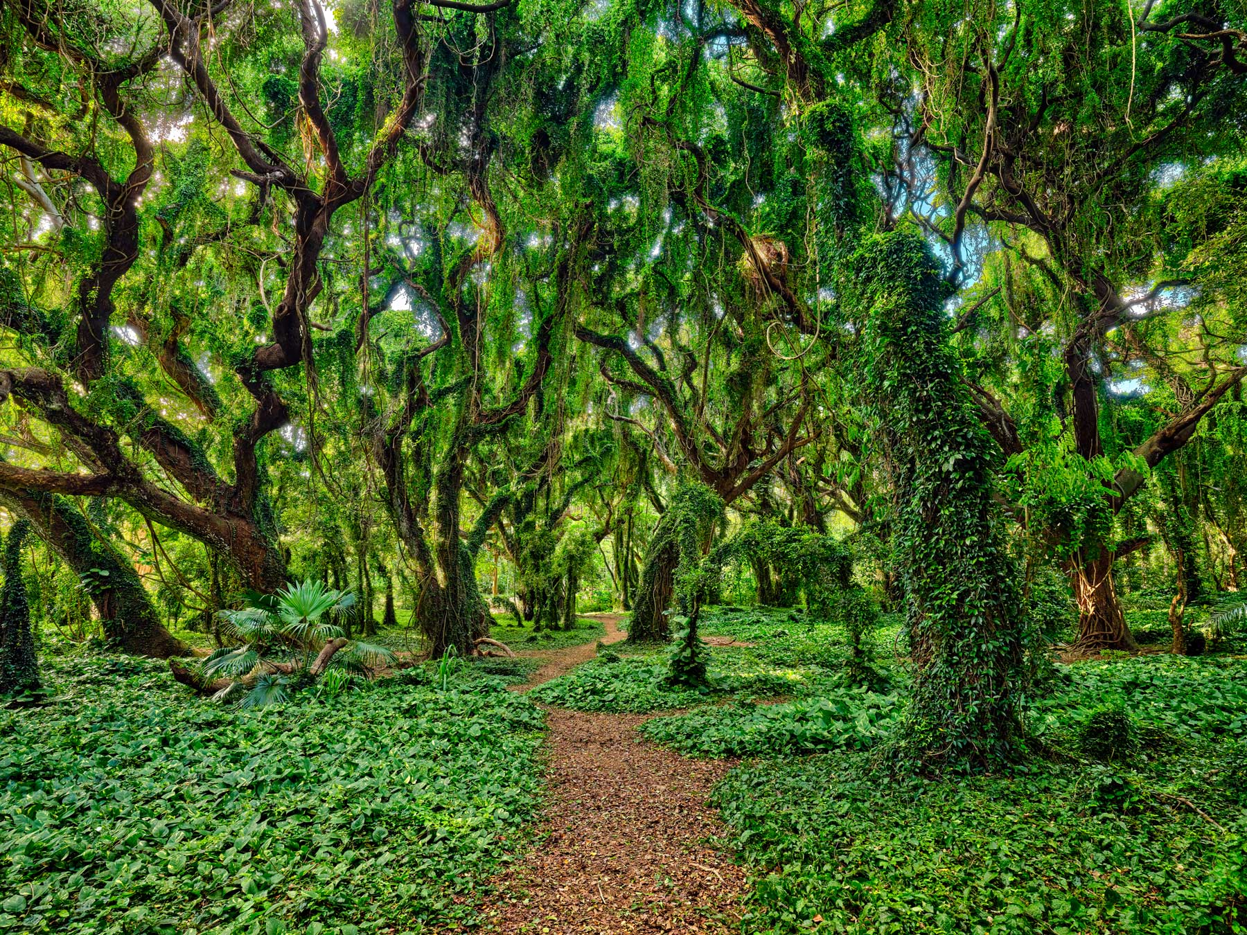 a beautiful path flows through an enchanted forest at Honolua Bay on the Hawaiian island of Maui.  Hawaii fine art landscape photography by Andrew Shoemaker