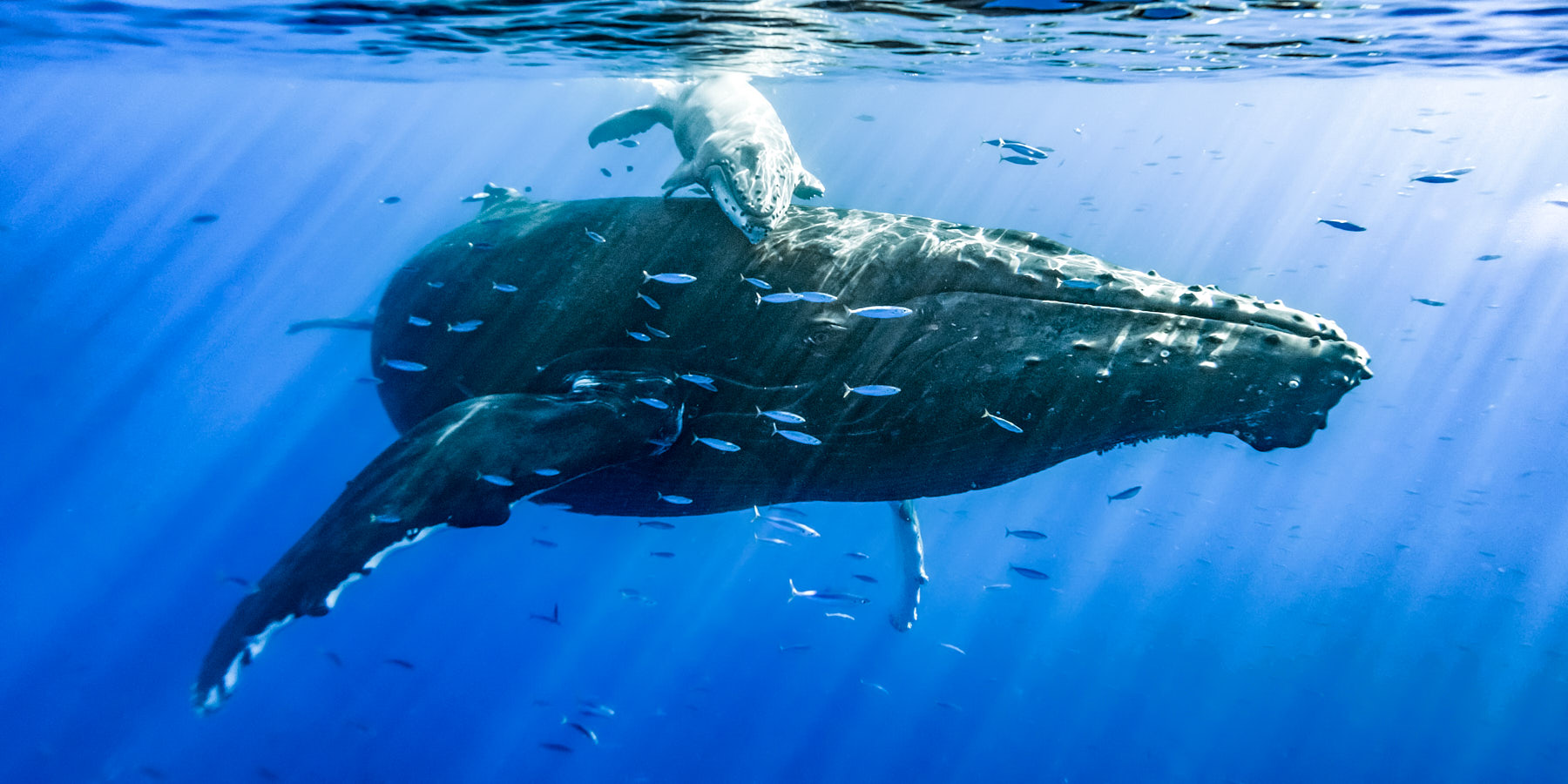 First Contact panorama underwater mother and calf humpback whale encounter and my very first time seeing whales underwater
