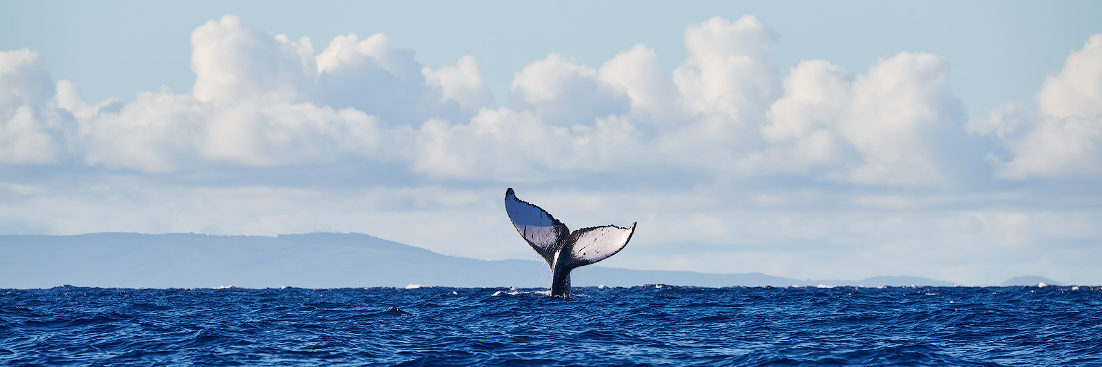 a beautiful humpback whale tail photographed off of Lahaina Maui in a panoramic format by Hawaii nature photographer Andrew Shoemaker