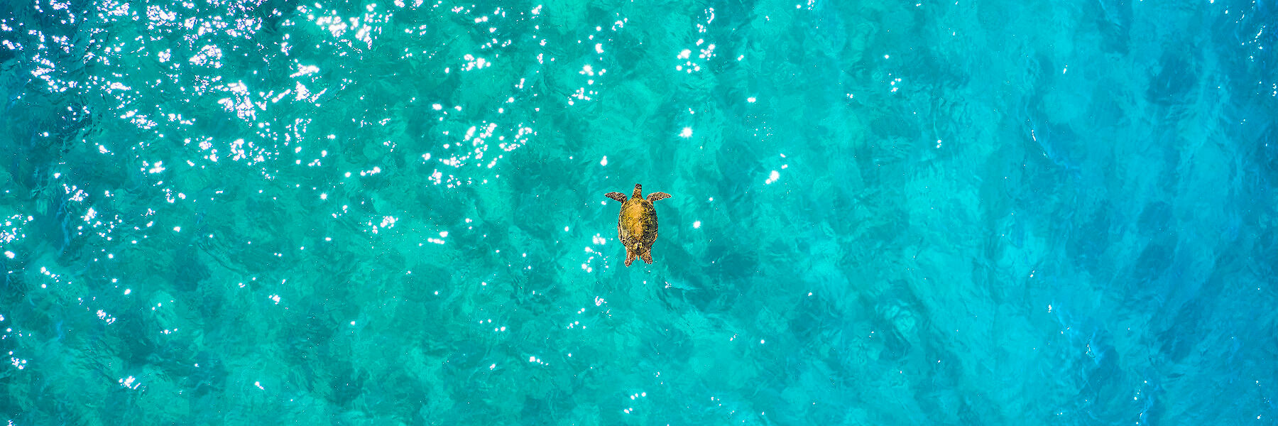 A lone Hawaiian sea turtle floating in amazing emerald colored Maui water.  Ocean fine art photography by Hawaii artist Andrew Shoemaker
