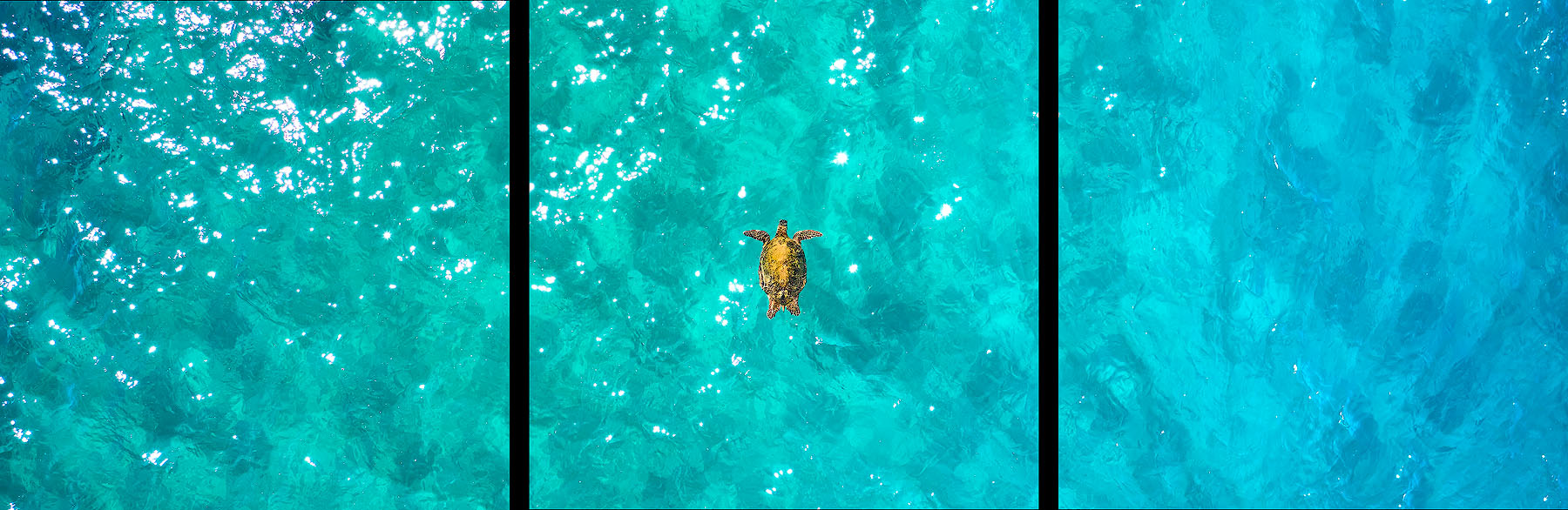 Flying Honu Triptych A lone Hawaiian sea turtle floating in amazing emerald colored Maui water. Ocean fine art photography by Hawaii artist Andrew Shoemaker