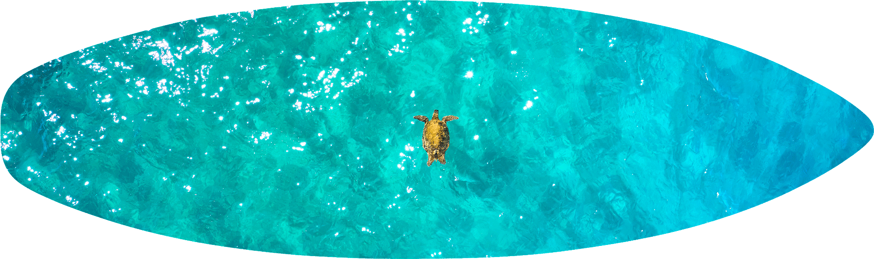 A lone Honu (Hawaiian Green Sea Turtle) I came across in the middle of crystal clear turquoise Maui waters. So peaceful to observe...