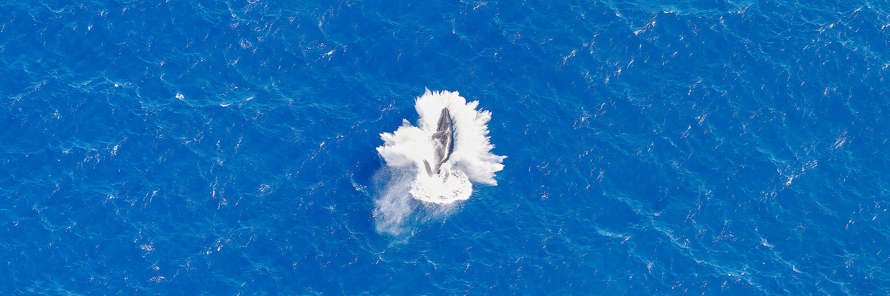 Flying Kohola an aerial photograph of a breaching humpback whale off of Maui, Hawaii captured from a helicopter by famous Hawaii photographer Andrew Shoemaker