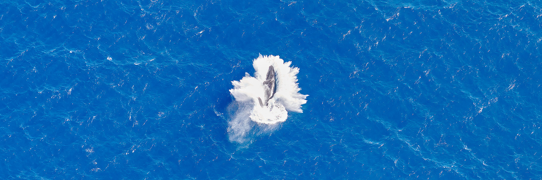 https://www.andrewshoemaker.com/images/xl/flying-kohola-humpback-whale-maui.jpg