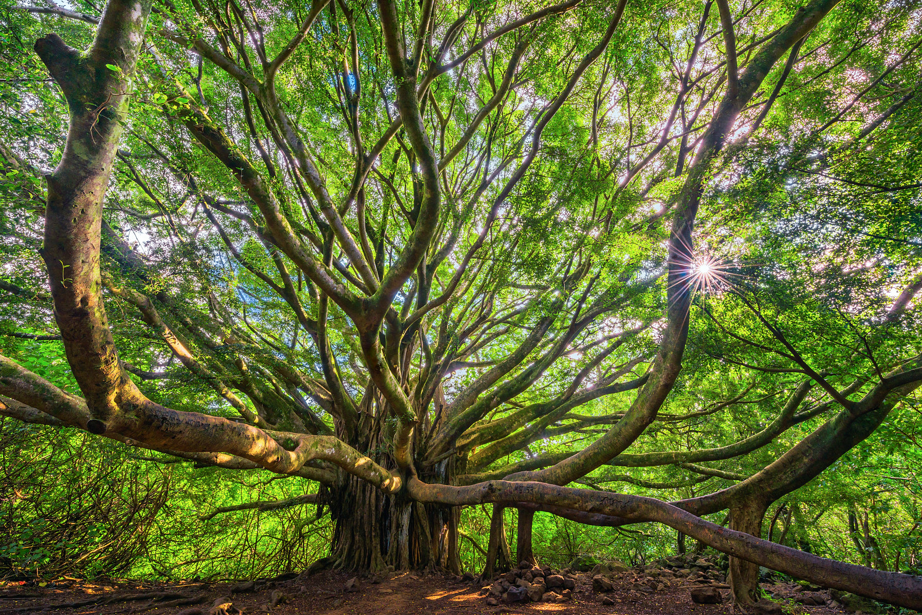 One of the most beautiful banyan trees in the world is found in Hana on the Pipiwai Trail.  This expansive tree resembles the tree of life.  Tree Photography