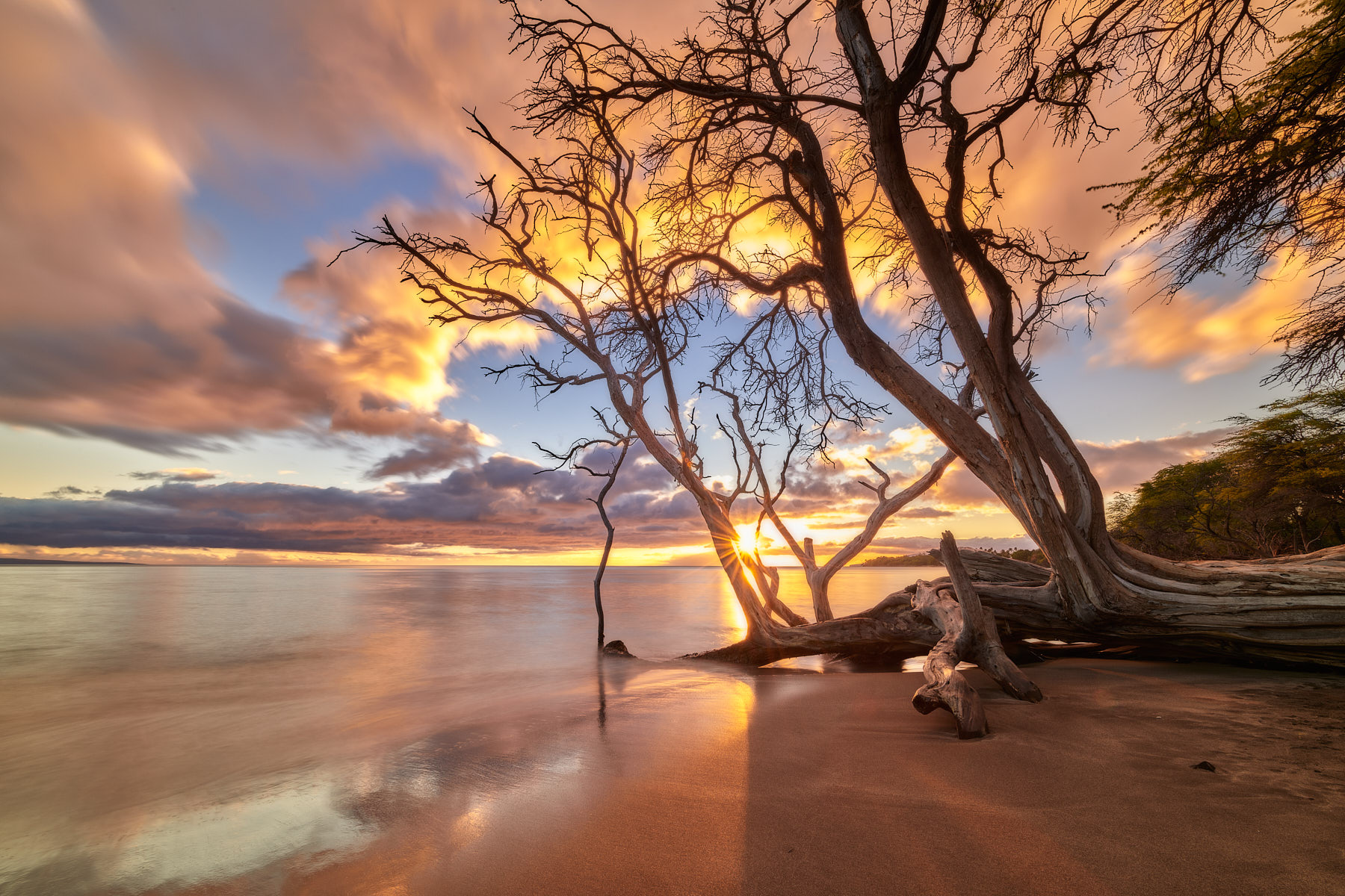 the setting sun is framed in this beautiful keawe tree extending out to the ocean along Olowalu on the road to Lahaina