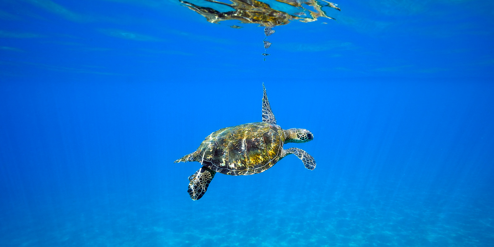 panorama of an underwater sea turtle in crystal clear blue water photographed on Maui