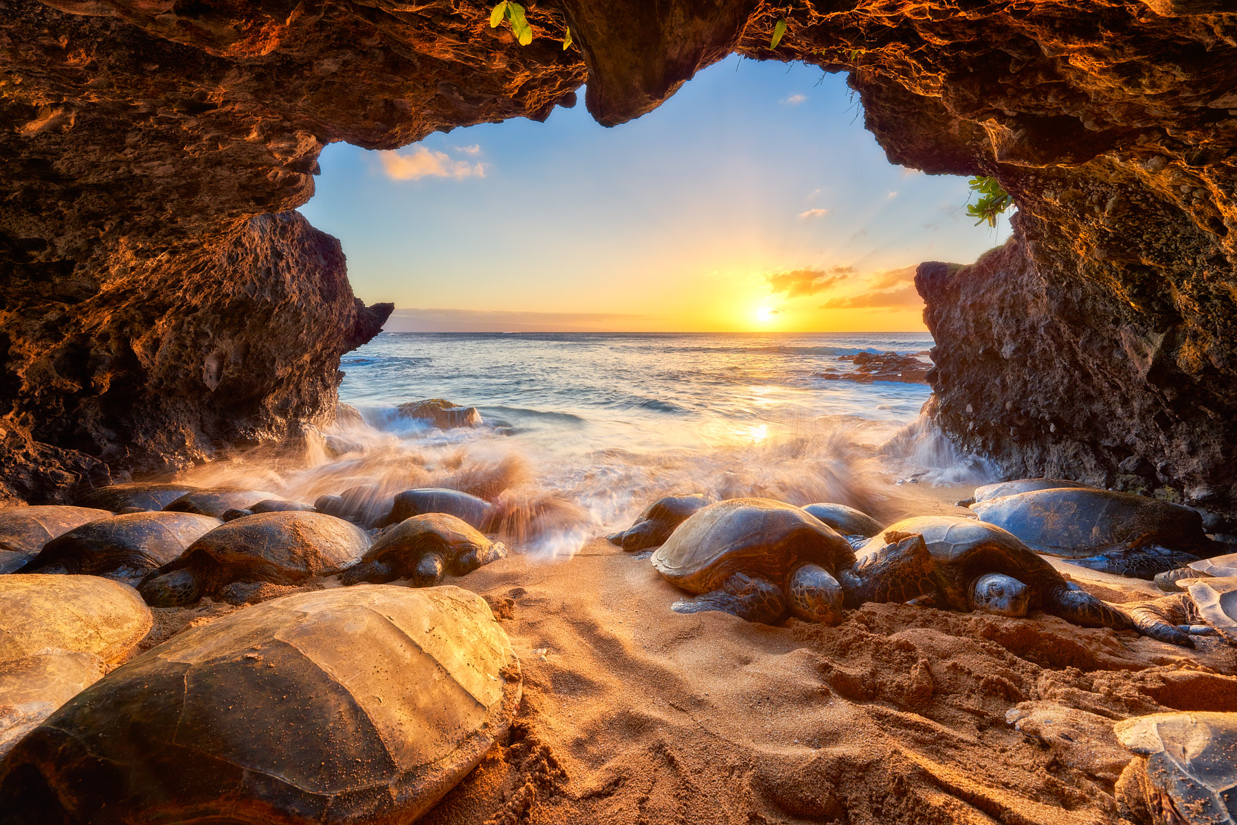 a sea cave packed with Honu (Hawaiian Green Sea Turtles) at sunset and incoming waves coming over the turtles on the island of Maui.  Photo by Andrew Shoemaker