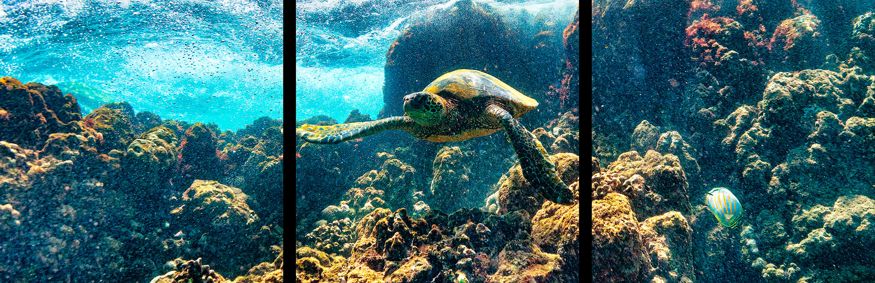 A Hawaiian Honu (green sea turtle) swims off the coast of maui in this panoramic photograph by Hawaiian artist Andrew Shoemaker