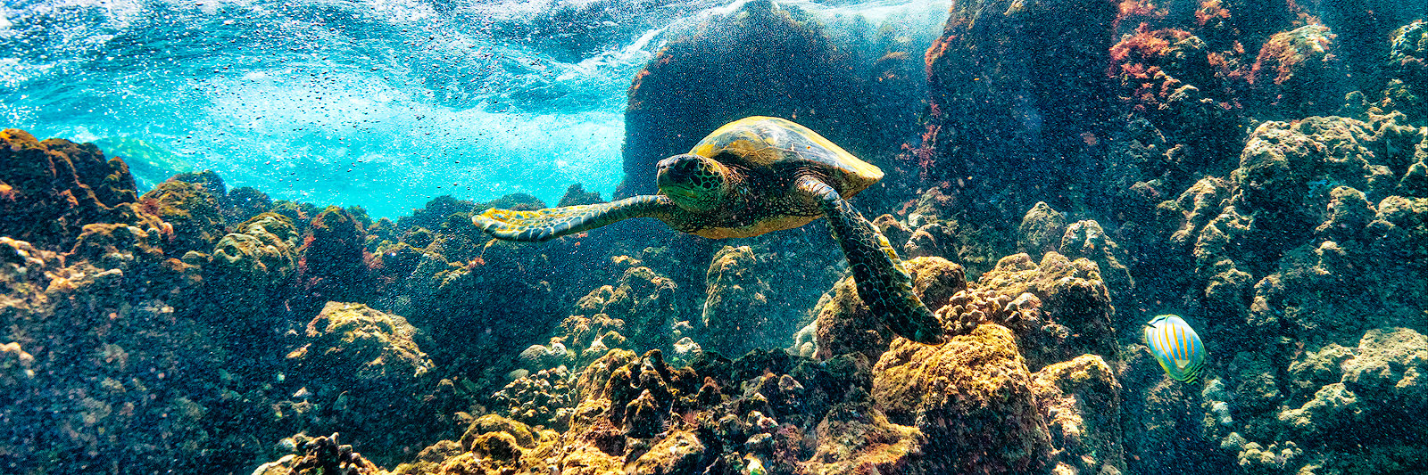 A Hawaiian Honu (green sea turtle) swims off the coast of maui in this panoramic photograph by Hawaiian artist Andrew Shoemaker