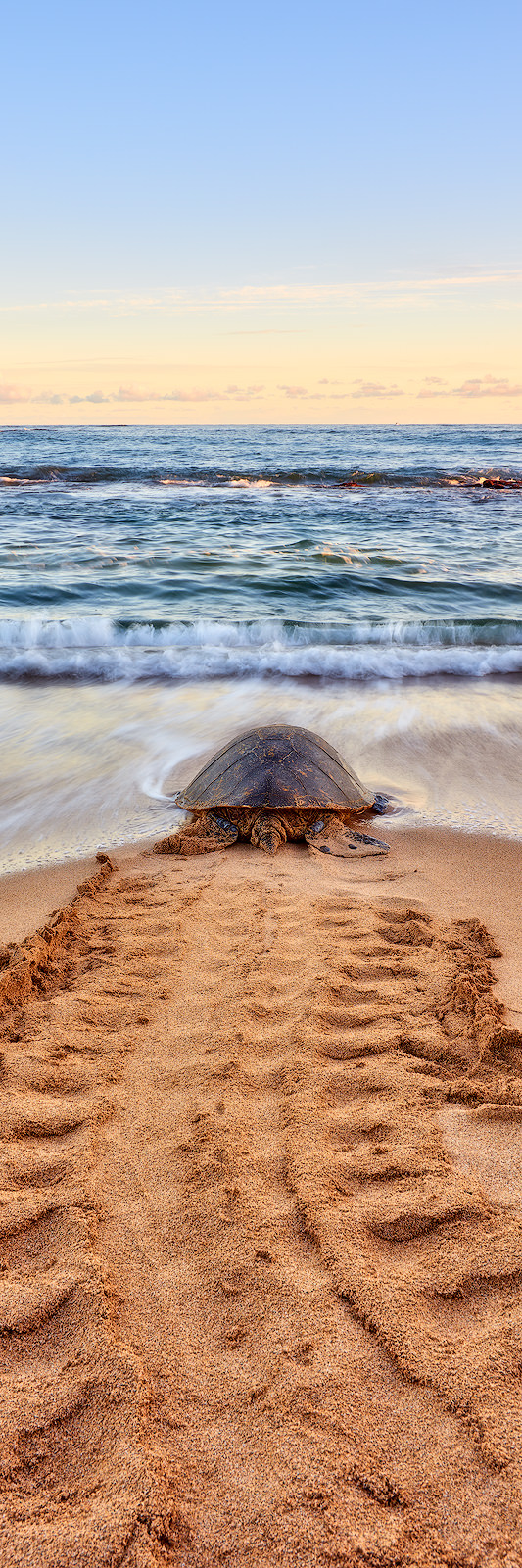 Honu Road Vertorama Maui Hawaii Andrew Shoemaker Honu Road Vertorama Maui Hawaii Andrew Shoemaker