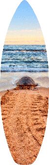 Surfboard | Shortboard print preview