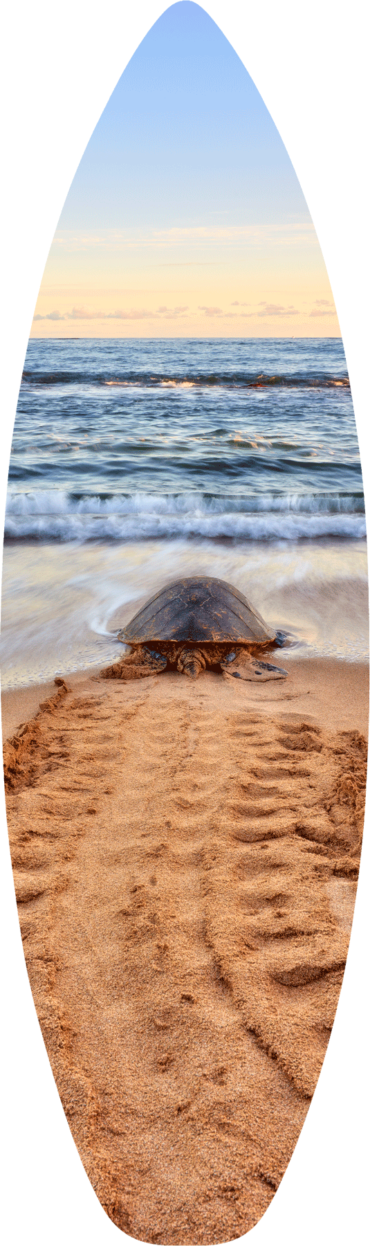 Honu Road Surfboard a surfboard print of a lone turtle heading out to the ocean at sunrise. Hawaii fine art photography by artist Andrew Shoemaker