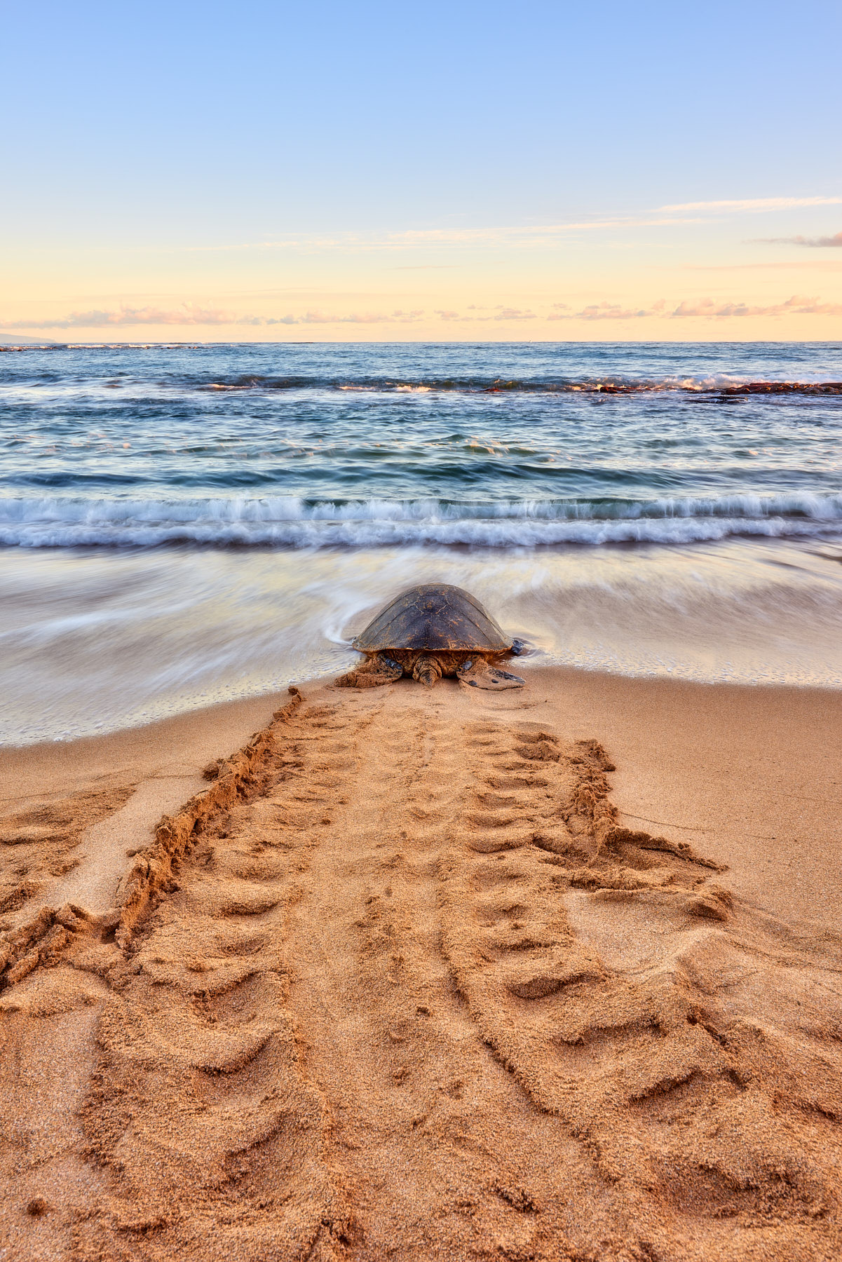 Honu Road a lone hawaiian sea turtle (also known as Honu) head back out to the ocean at sunrise leaving behind unique turtle tracks on the beach