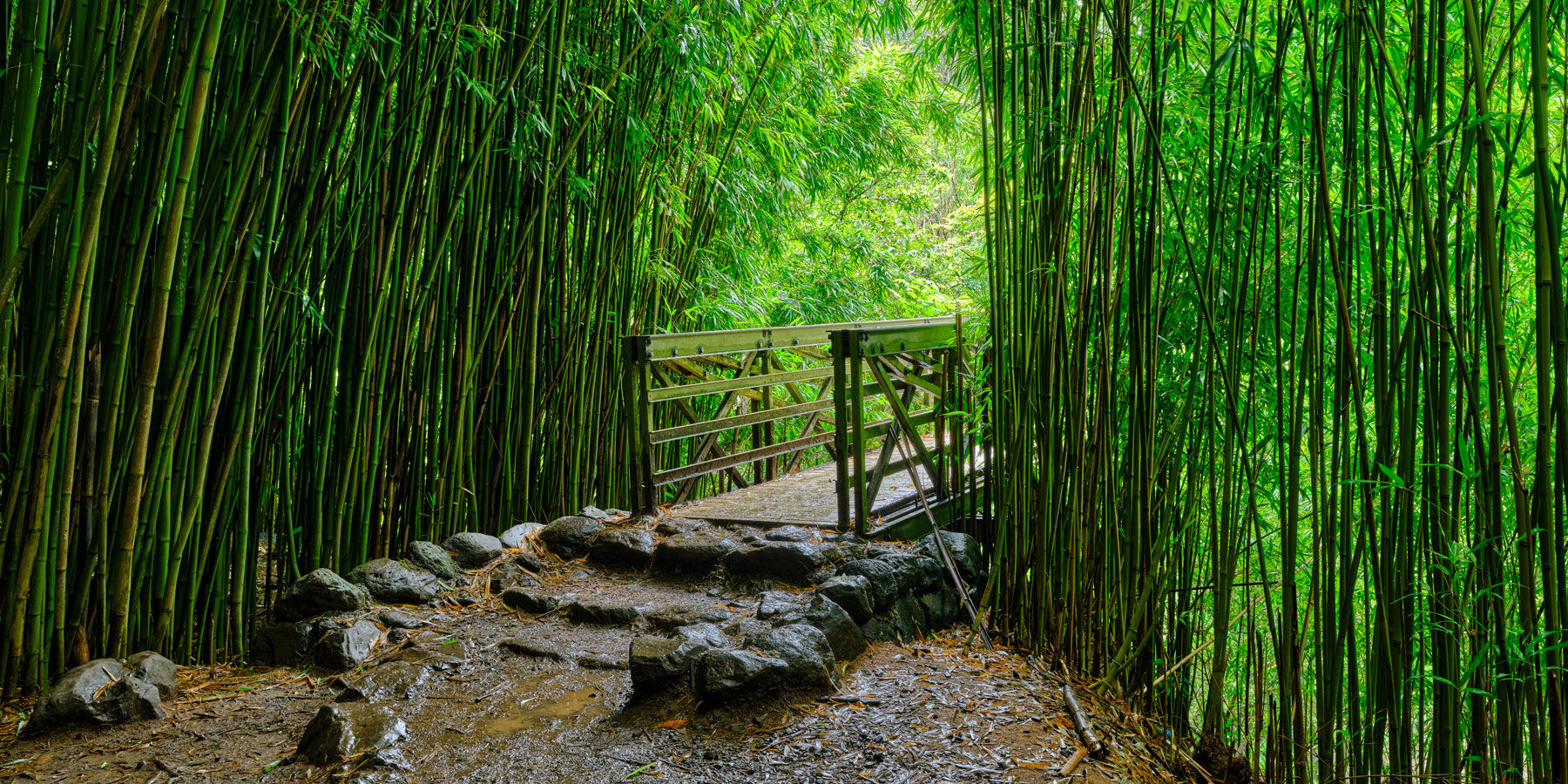 Best Hiking Trails in Maui: Explore Scenic Adventures