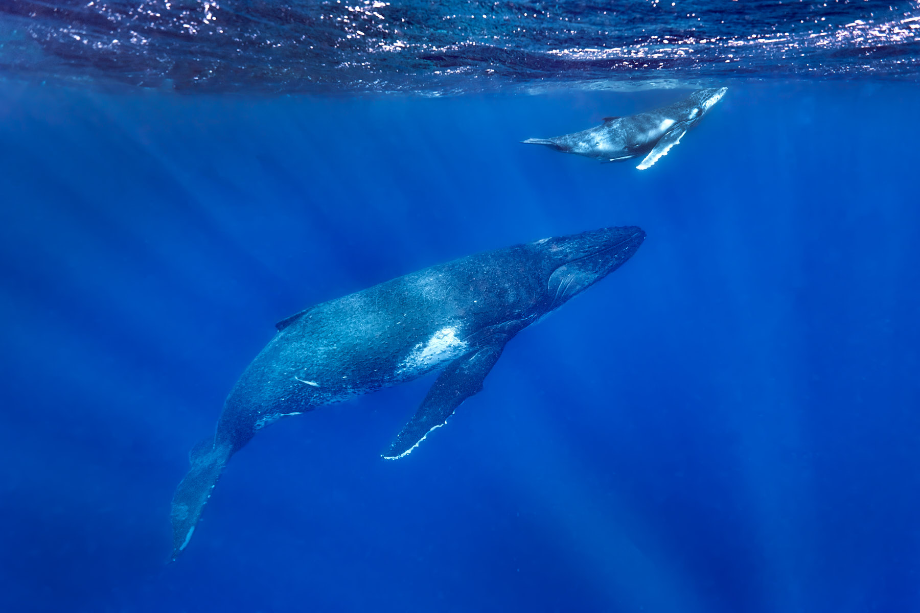 underwater view swimming with a mother and calf humpback whale with sun rays beaming through the ocean