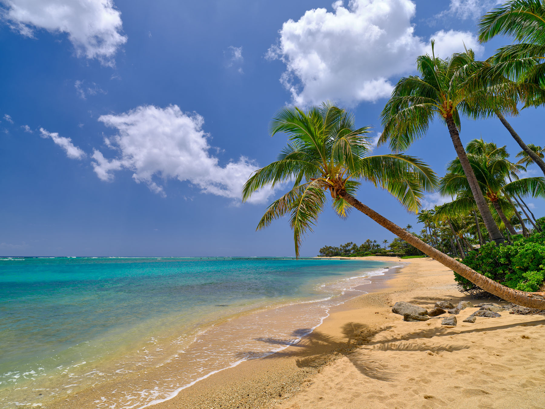 a bent coconut palm tree reaches out towards the ocean at Kahala beach on the island of Oahu. Turquoise water color and warm sand add to this classic picture