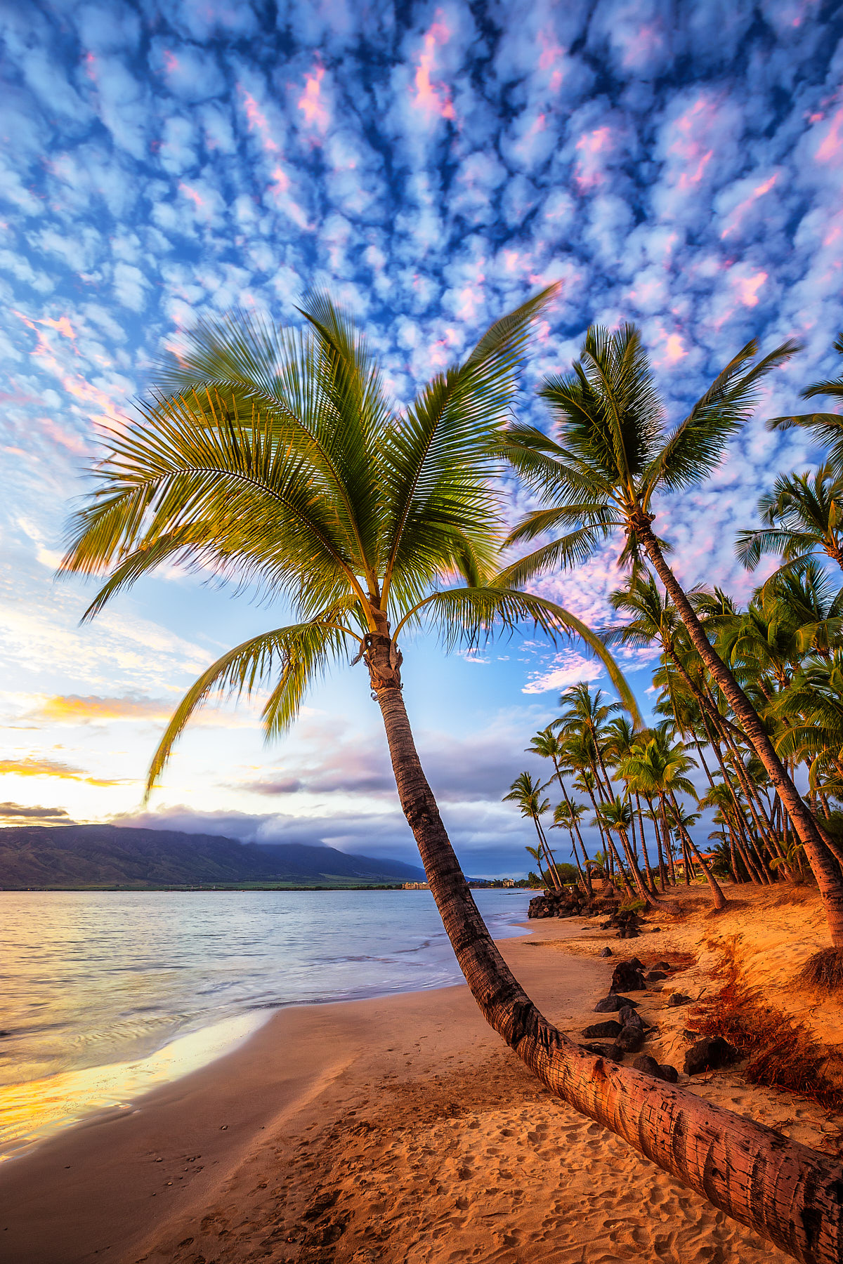 Island Time bent coconut palm tree on the beach reaching out towards the ocean in Kihei, Hawaii during a beautiful sunset