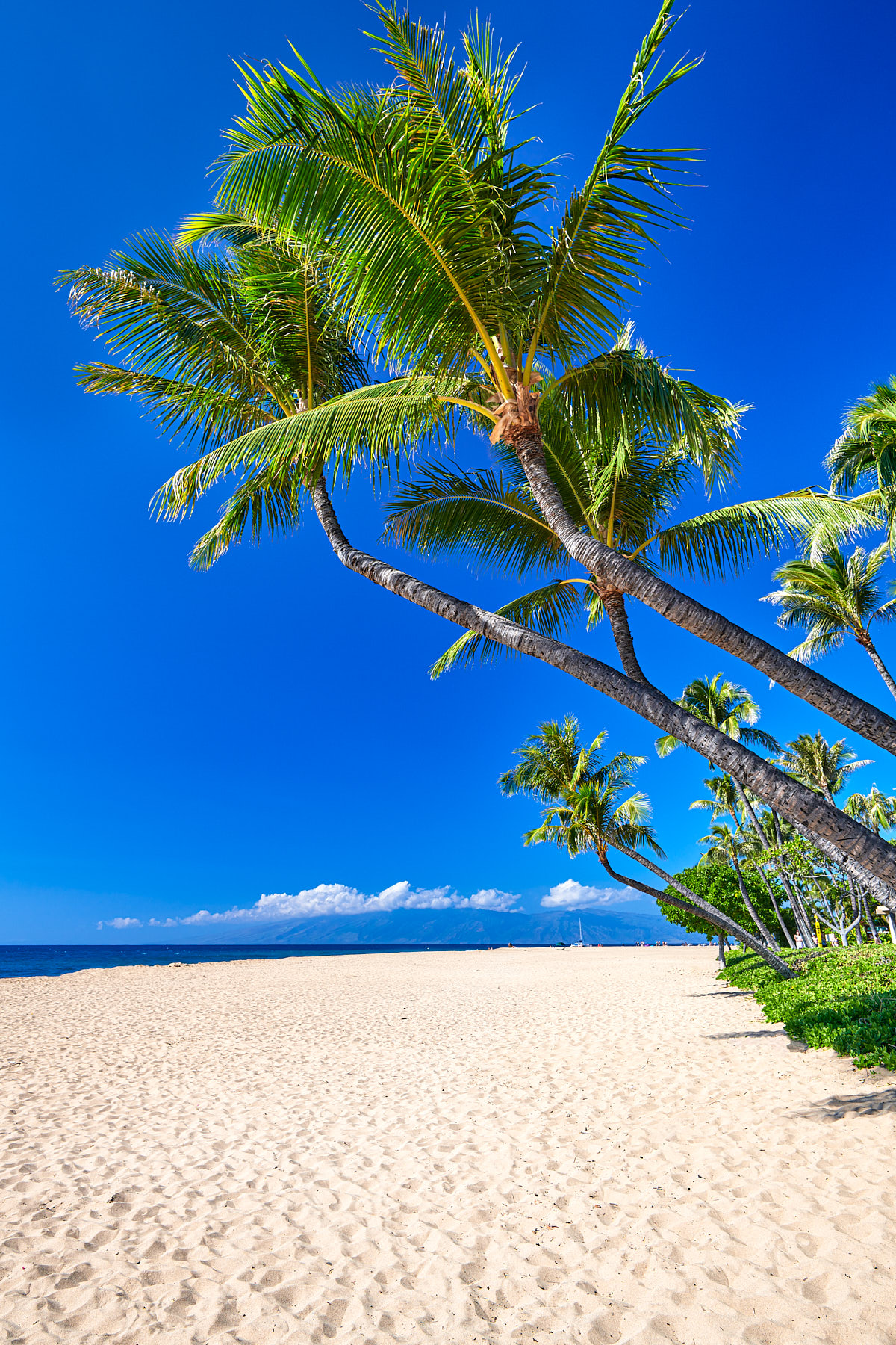 a perfect day on Ka'anapali Beach on the island of Maui with coconut palms and white sand.  This image was also featured on the cover of Maui No Ka Oi Magazine