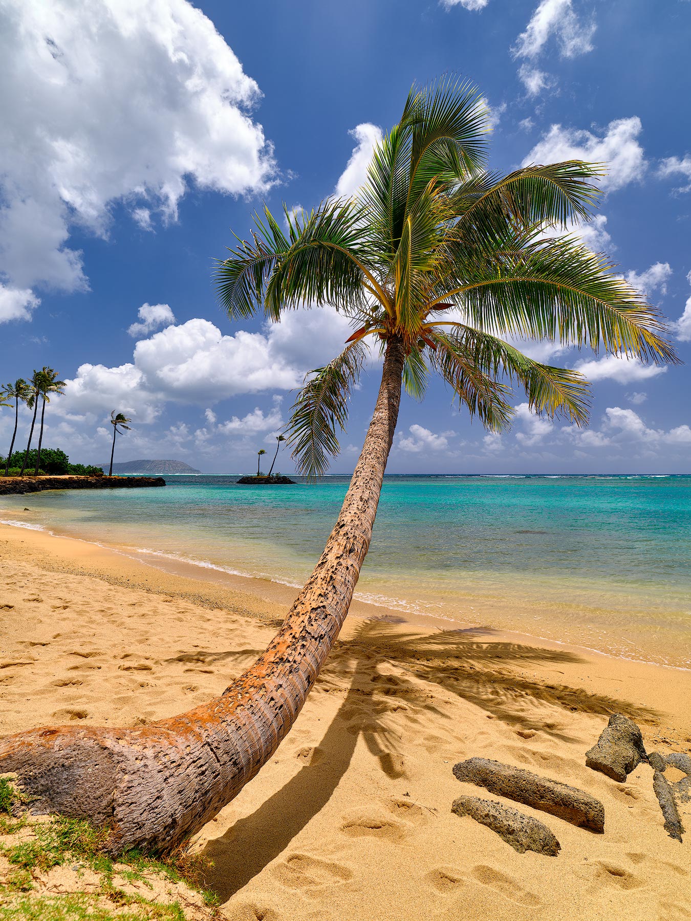 A beautiful bent palm tree reaching out over the water at Kahala Beach on the island of Oahu near Honolulu, Hawaii.  Hawaii Fine Art Landscape Photography