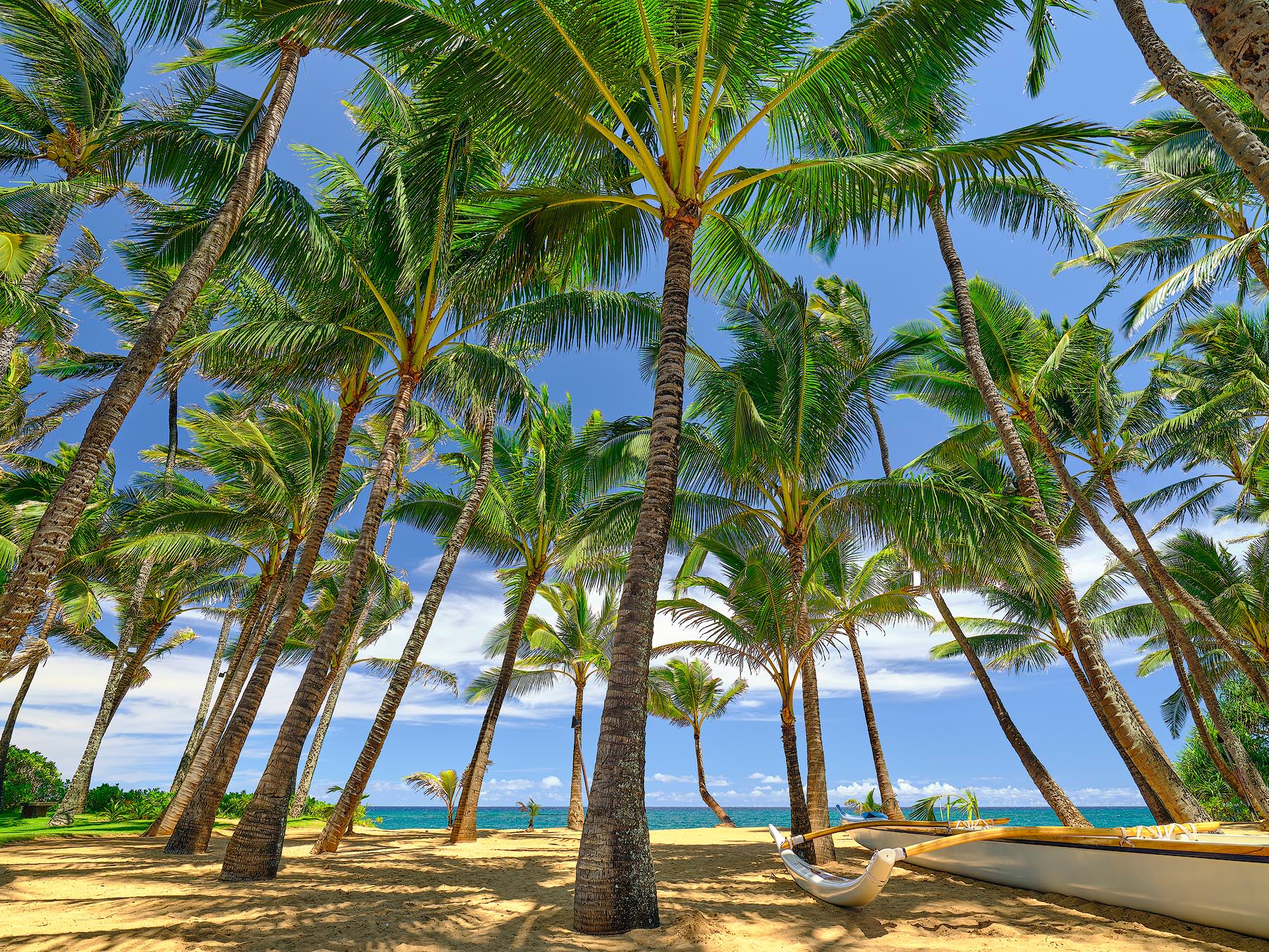 Kuau Kingdom the classic Hawaii scene with large coconut palms looking out towards the ocean at Kuau Cove as seen from the famous Mama's Fish House on the island of Maui