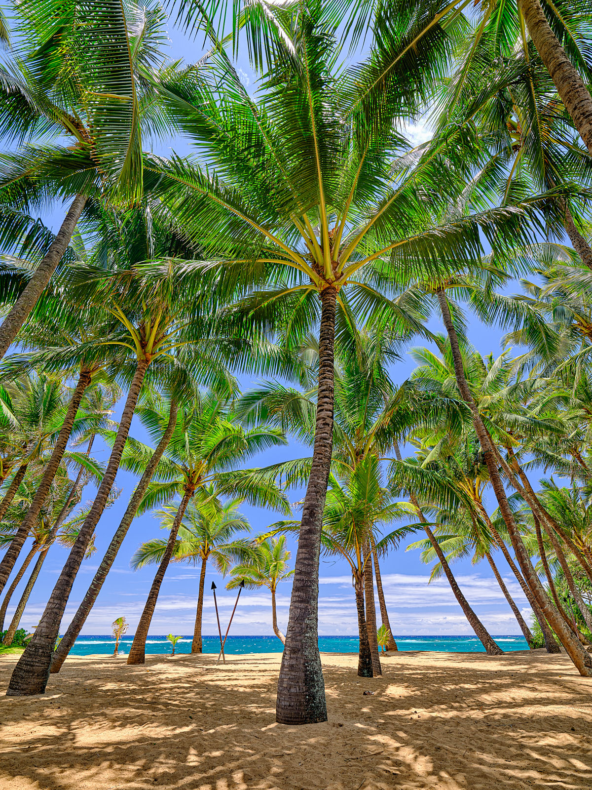 beautiful towering coconut palms and blue sky at Kuau Cove behind Mama's Fish House on Maui