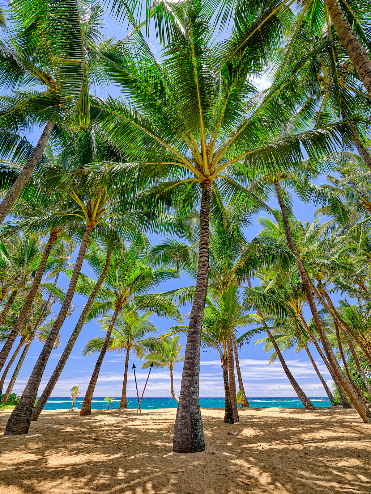 Kuau beautiful towering coconut palms and blue sky at Kuau Cove behind Mama's Fish House on Maui