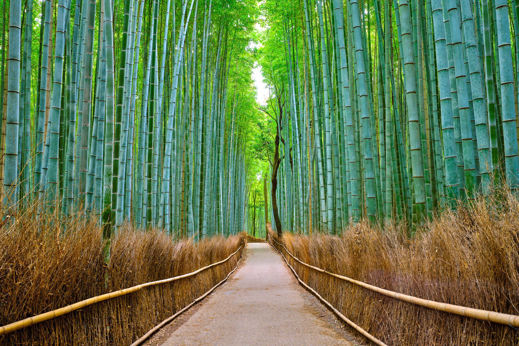Kyoto Dreams is a fine art photograph from Japan looking down the pathway of the Arashiyama Bamboo forest path in Kyoto, Japan.