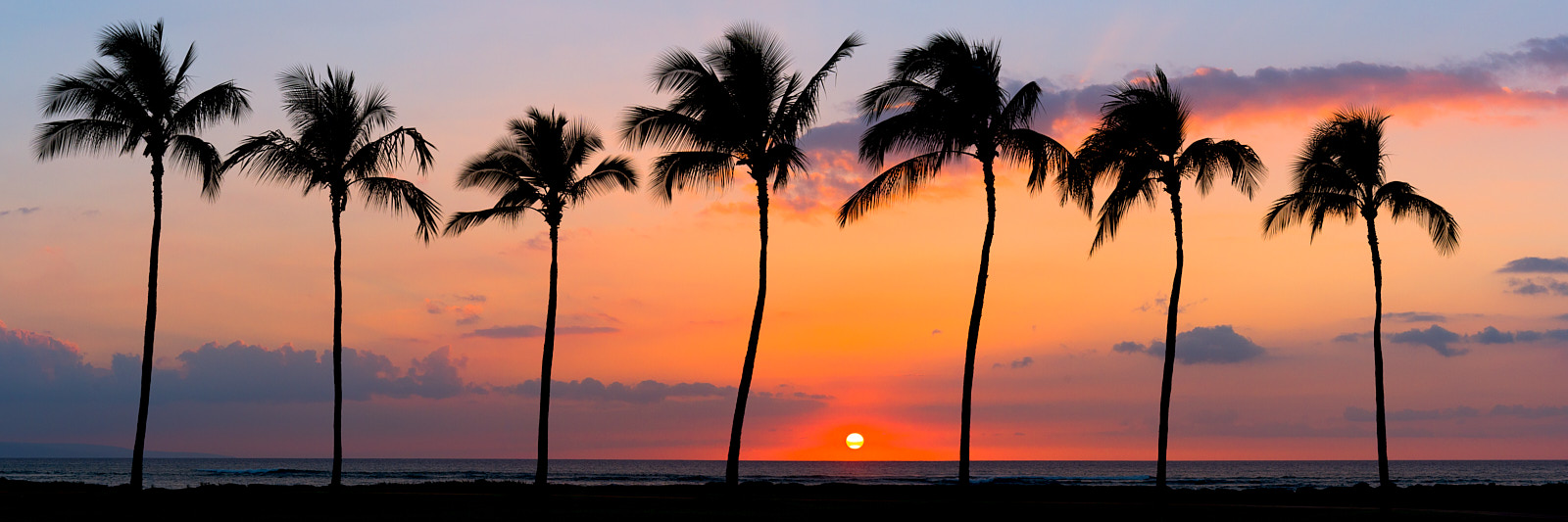 Maui Dreamin' a beautiful row of seven palm trees along the coast in Kihei on the island of Maui Hawaii at sunset. Panoramic photography by Andrew Shoemaker