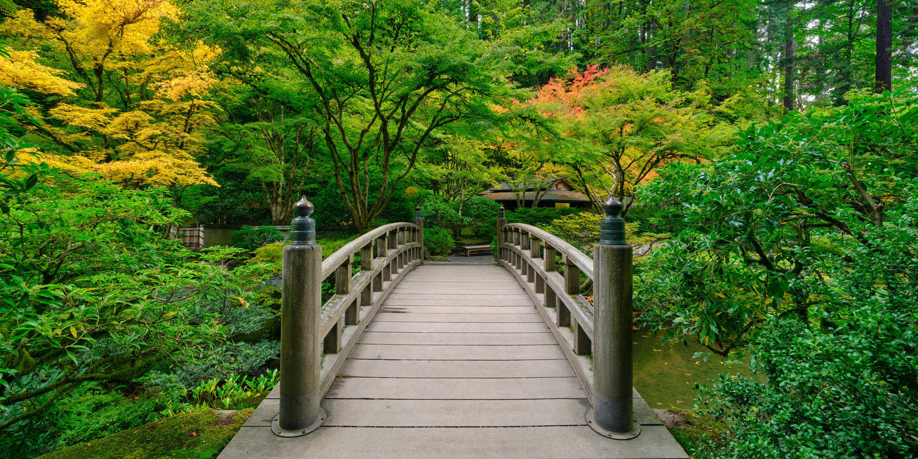 a beautiful panorama looking down the moon bridge at the Portland Japanese garden with fall colors in the background by artist Andrew Shoemaker