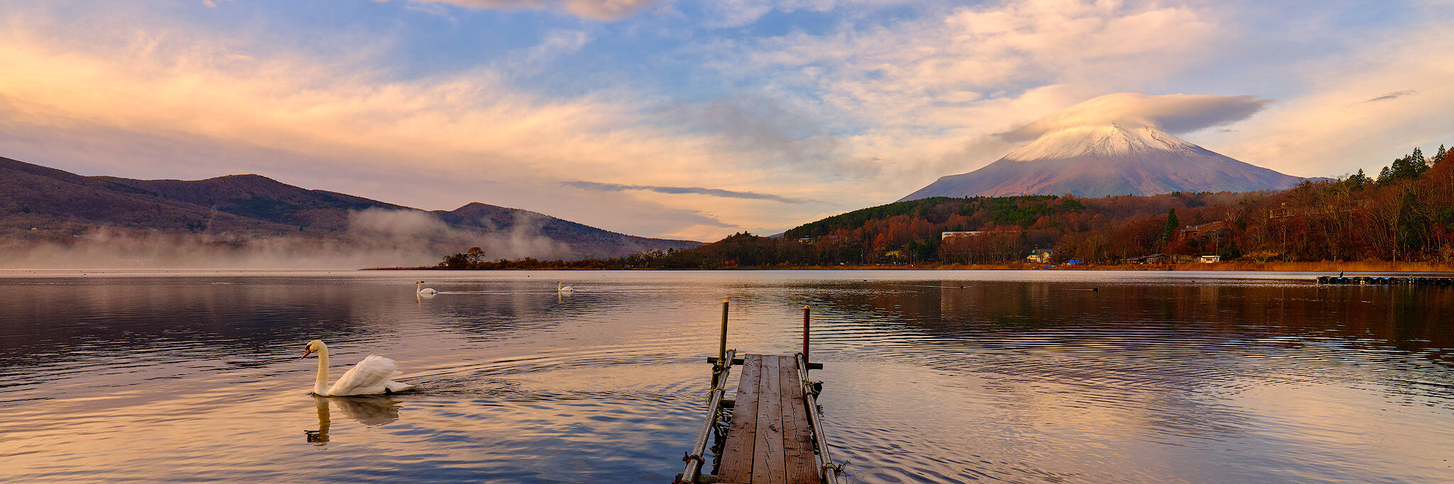 Swan Song sunrise at lake yamanaka wish swans swimming in the calm morning waters and mount fuji reflecting in the lake with lenticular clouds above it