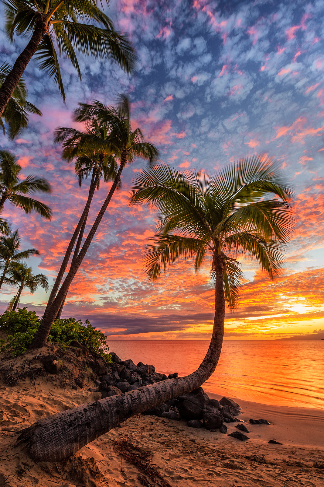 a bent palm tree grows out towards the ocean in Kihei, Maui as a vibrant sunset is captured with amazing orange and red tones.  Photographed by Hawaii artist An