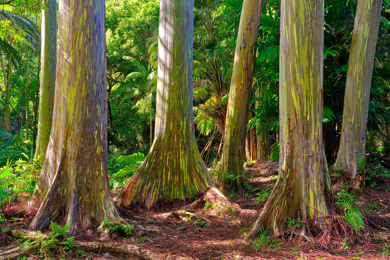 a grove of rainbow eucalyptus trees in Hana on the island of Maui.  Fine art photograph by Andrew Shoemaker