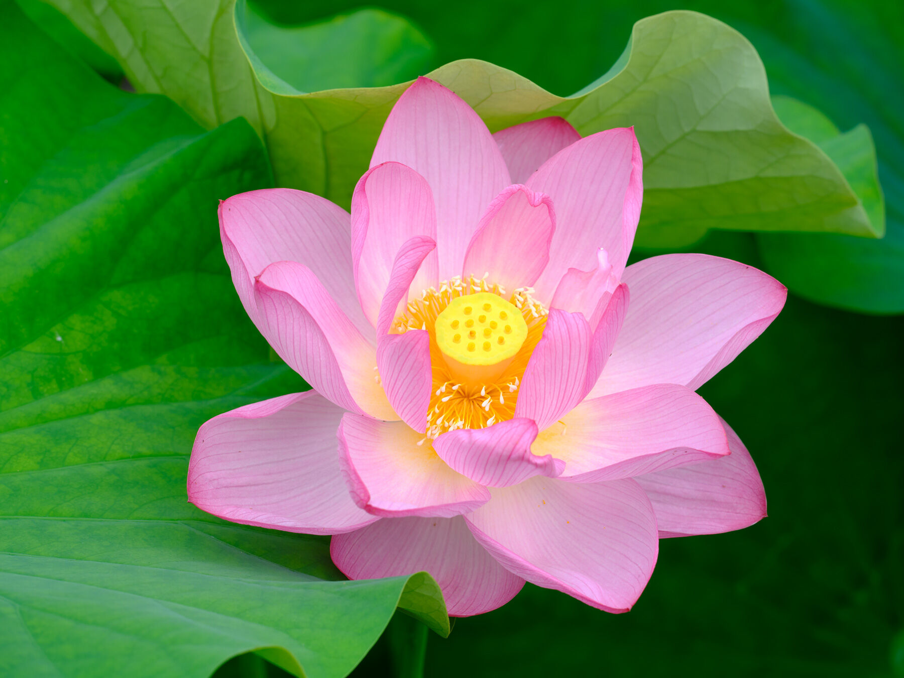 Pink Lotus a pink lotus flower photographed by Andrew Shoemaker in Kyoto, Japan.
