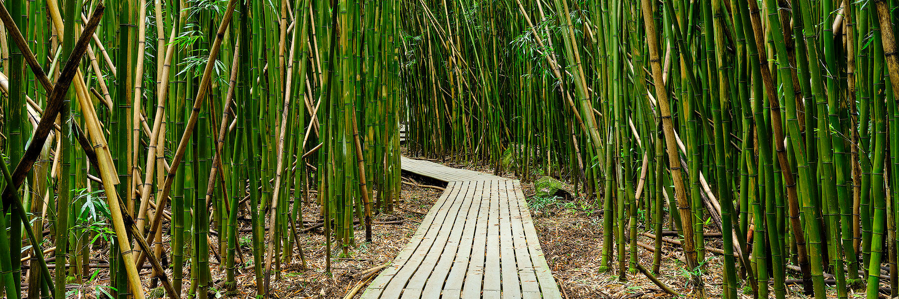 Enter Bamboo panoramic photograph of a descending path through a lush bamboo forest on the Pipiwai Trail in Hana Hawaii. Photographed by Andrew Shoemaker