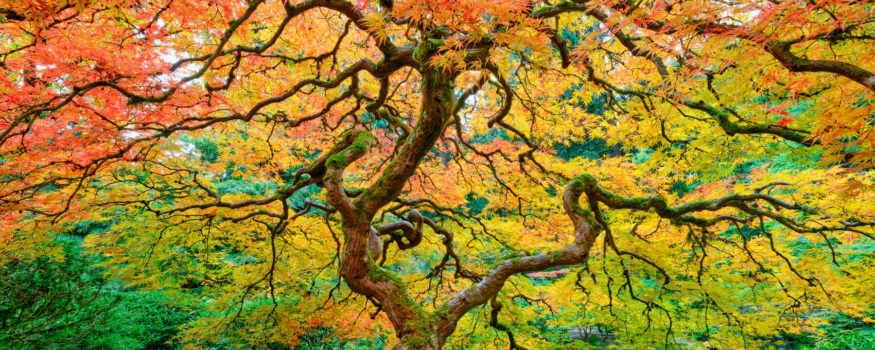 Pulse a beautiful panorama captured by photographer Andrew Shoemaker of a Japanese lace maple tree in the Portland Japanese garden in Oregon. Autumn colors galore