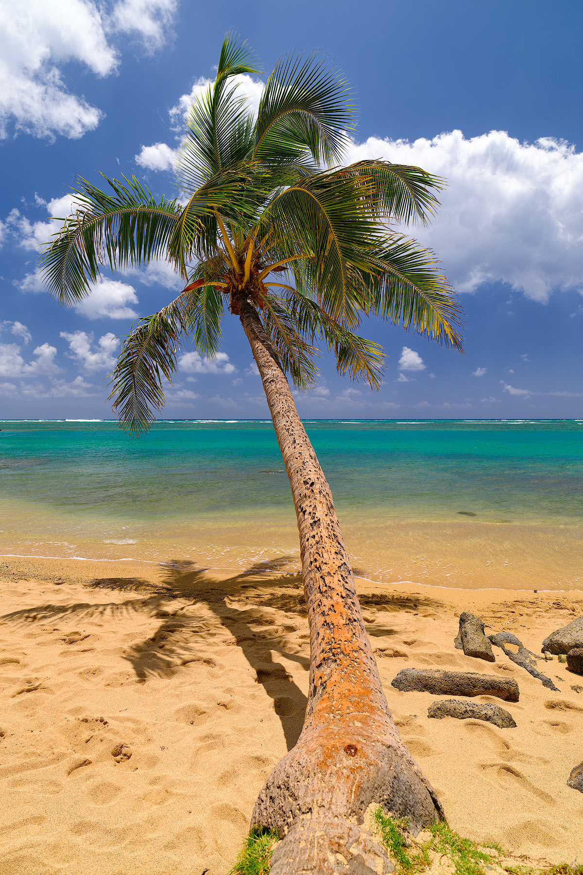 a lone hawaiian bent coconut palm tree reaches out over Kahala beach on the island of Oahu.  This image showcases the beautiful water color of the beach.