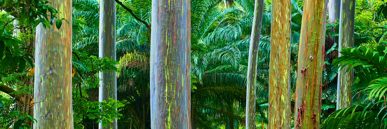 panoramic photograph of the incredibly colorful rainbow eucalyptus trees along the road to Hana on the island of Maui