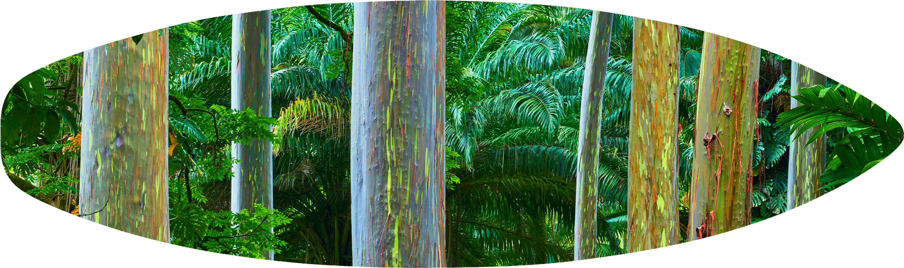 A panoramic image of a grove of Rainbow Eucalyptus trees near Hana on the island of Maui Collector's Edition of 100