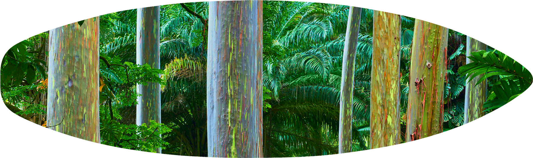 Rainbow Country Surfboard A panoramic image of a grove of Rainbow Eucalyptus trees near Hana on the island of Maui Collector's Edition of 100