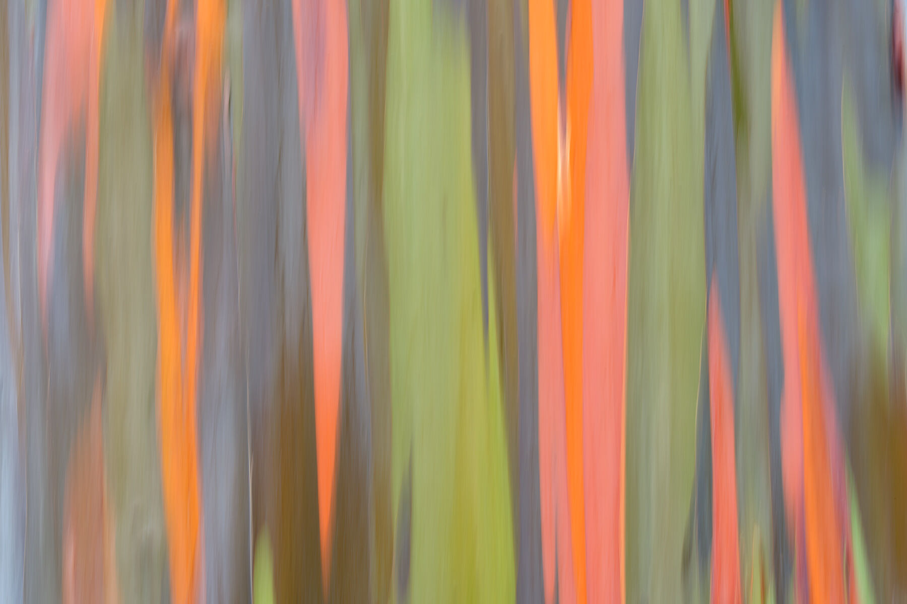 Rainbow Vision an abstract photographic image showcasing the bark of the rainbow eucalyptus tree combined with intentional camera movement to create this beautiful image