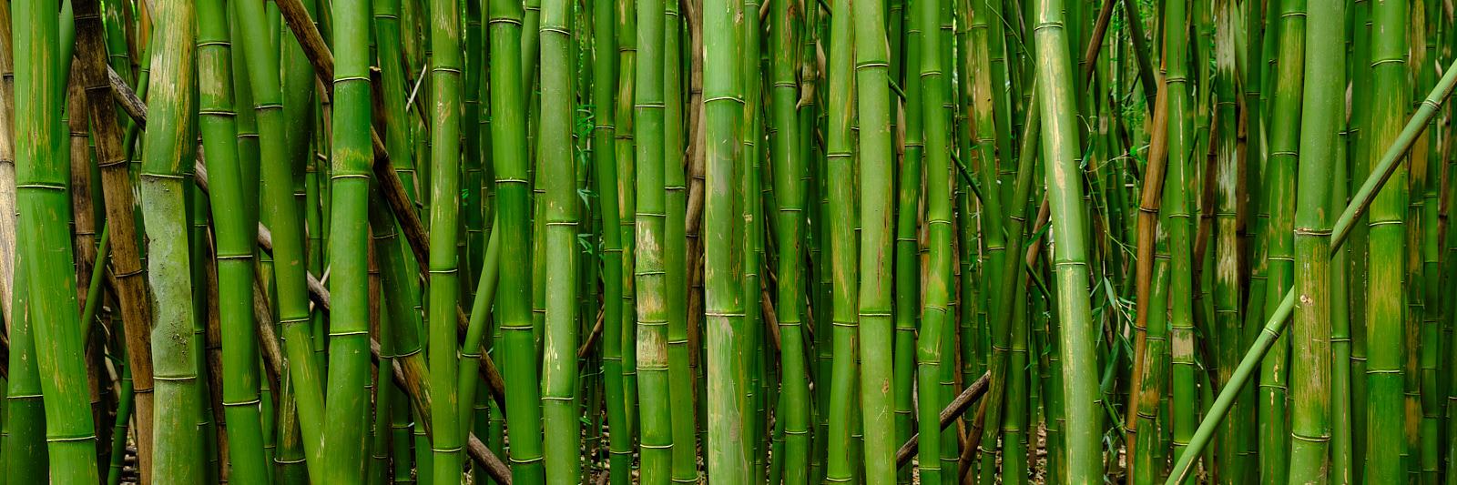 Resound panorama of a bamboo grove near Hana on the island of Maui located in Haleakala National Park along the the Pipiwai Trail