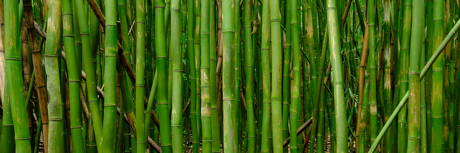 panorama of a bamboo grove near Hana on the island of Maui located in Haleakala National Park along the the Pipiwai Trail