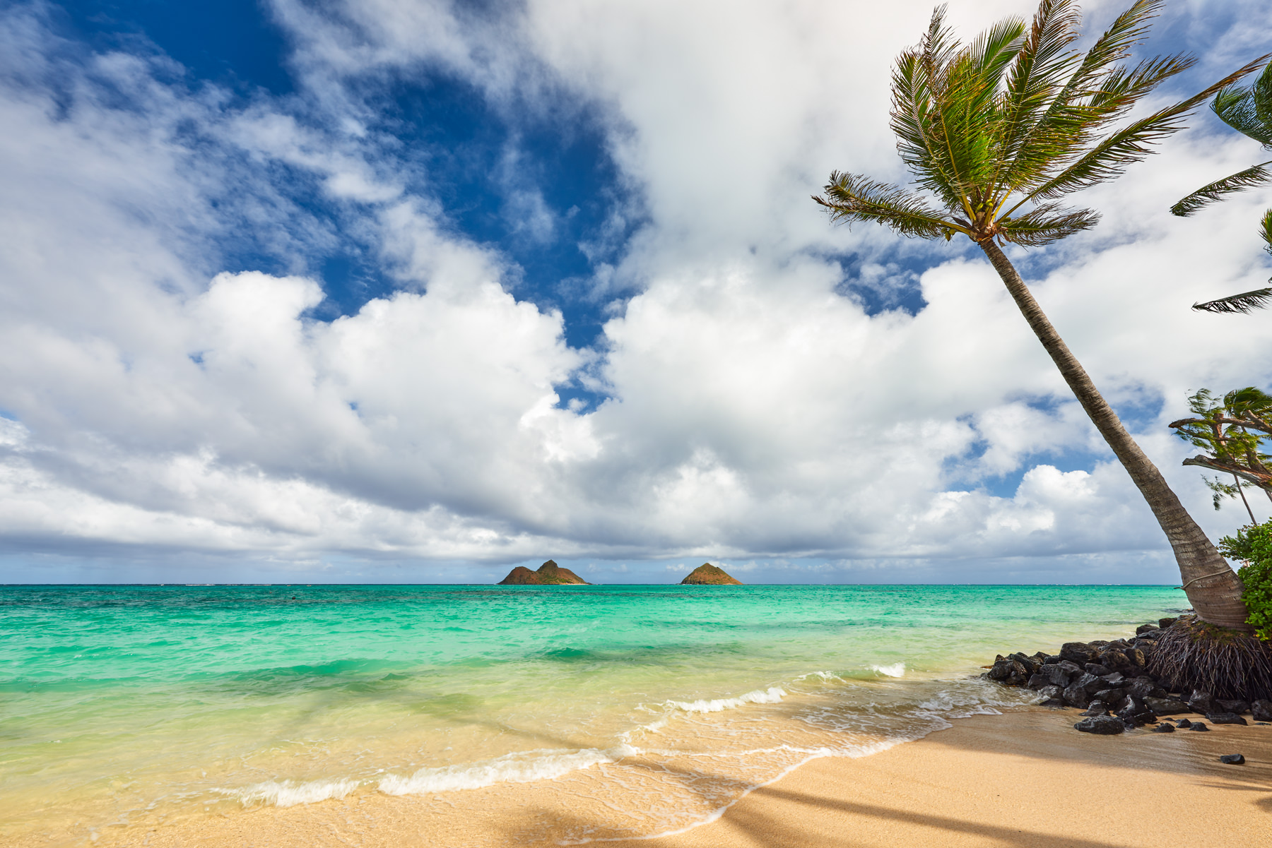 a coconut palm creates a shadow on the famous Lanikai Beach on the island of Oahu with the Mokolua islands.  Hawaii Photography by Andrew Shoemaker