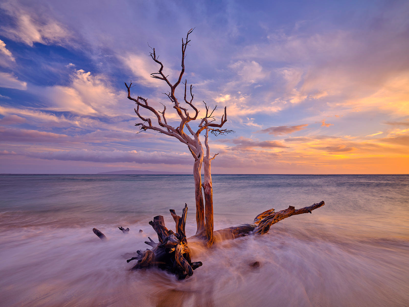 A very beautiful keawe tree at sunset with waves crashing over the bottom of the tree.  Photographed by Andrew Shoemaker