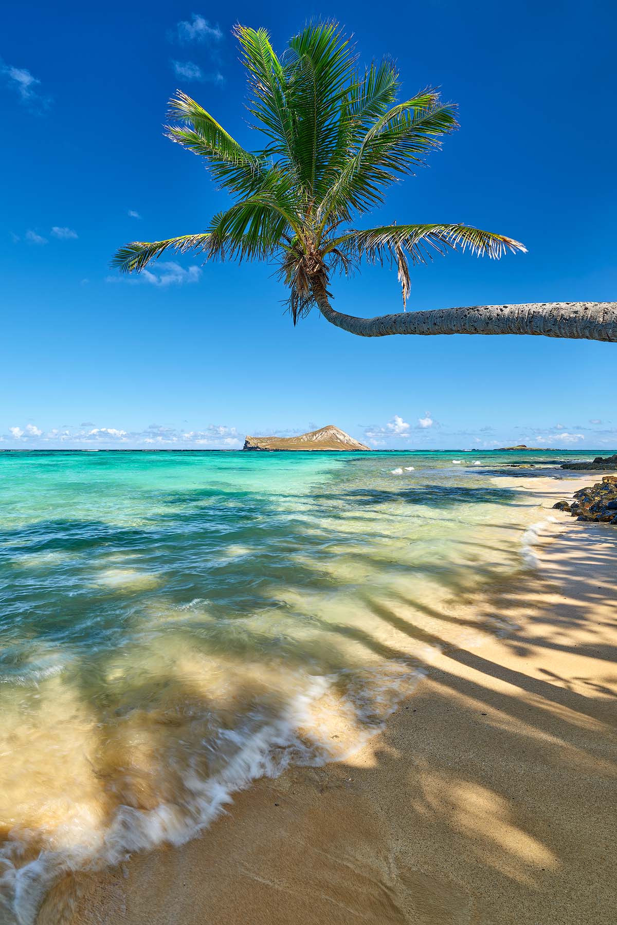 Shades of Paradise Curved palm tree extending over a Hawaiian beach, with shadows across golden sand, turquoise waves, and a small island on the horizon.