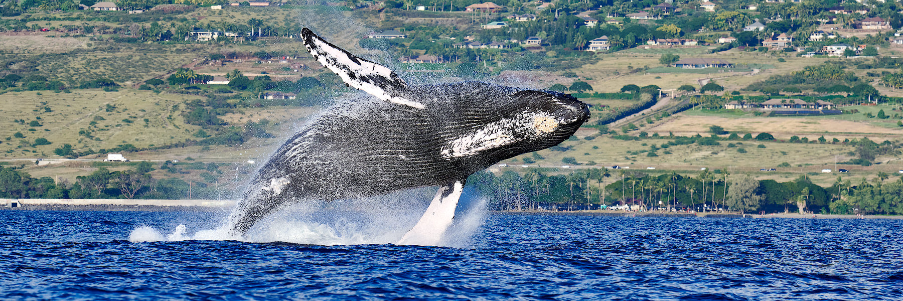 a massive humpback whale breaches off of the coast of Lahaina on the Hawaiian island of Maui.  Nature photography by Maui artist Andrew Shoemaker 