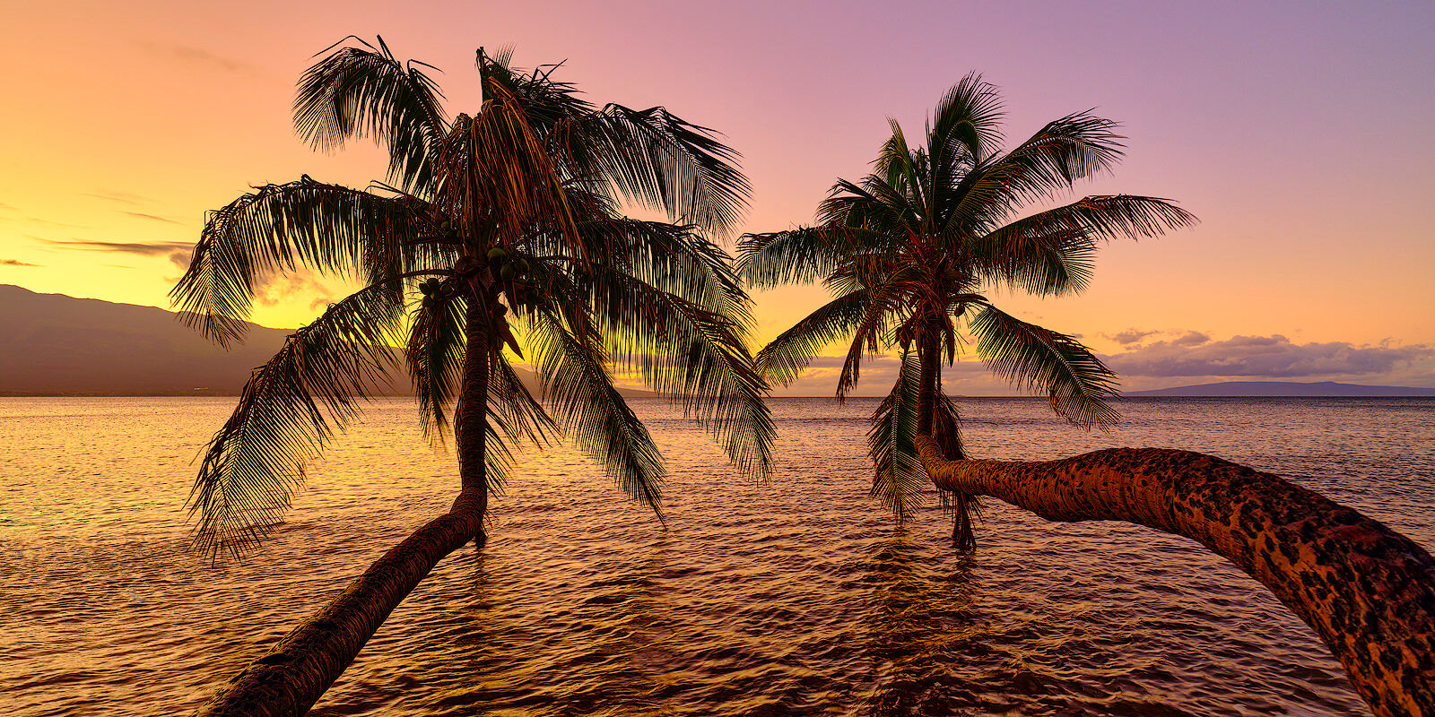 two bent palms reach out over the ocean at sunrise at Maalea on the island of Maui