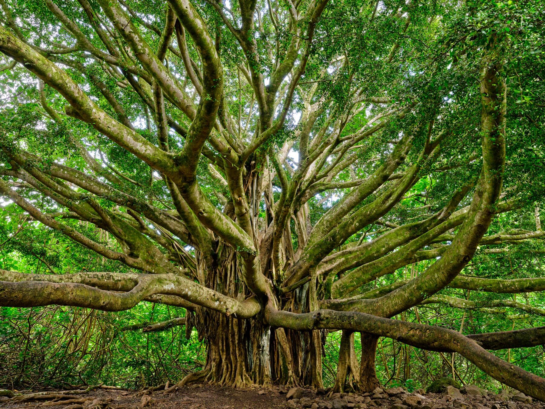 Terra a photograph of a sprawling banyan tree along the pipiwai trail in Haleakala national park on the island of Maui. FIne art by Andrew Shoemaker